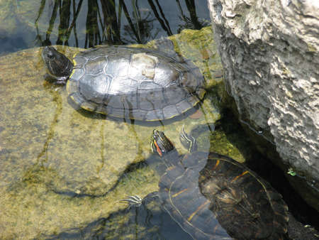Turtles in pondの写真素材