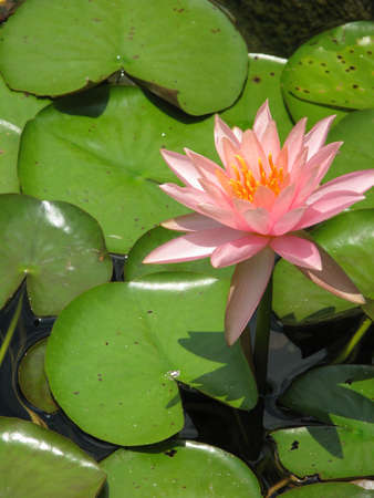 One pink lilypad bloomの写真素材