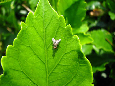 fly on leafの写真素材