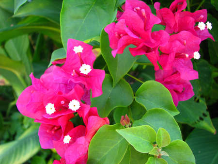 purple bougainvilleaの写真素材