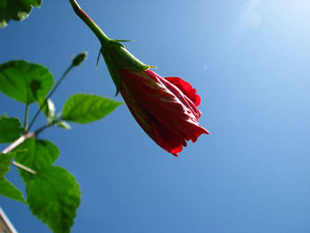 red hibiscus bloomの写真素材