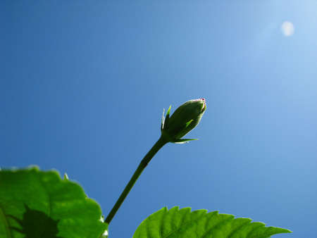 sunshine on bloomの写真素材