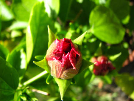 red bloomの写真素材