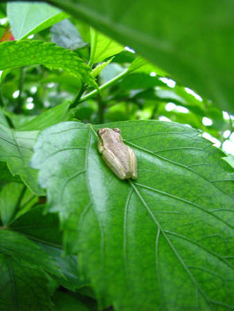 frog on leafの写真素材
