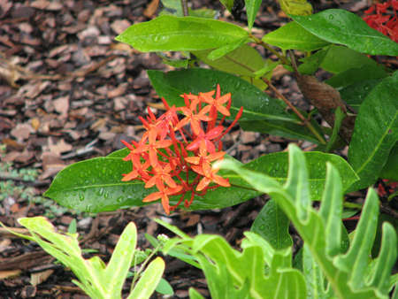small orange flowers in flower bedの写真素材