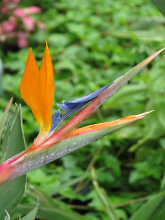 bird of paradiseの写真素材