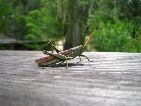 bug on a walkの写真素材