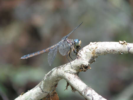 dragonfly on branchの写真素材