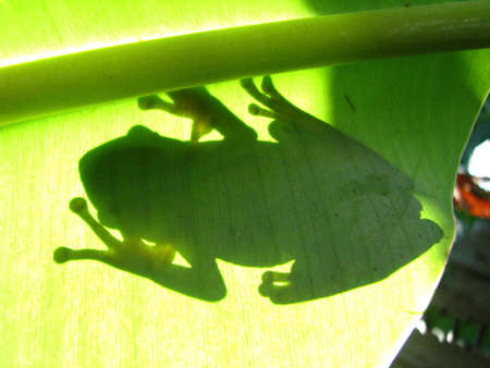 shadow of frogの写真素材