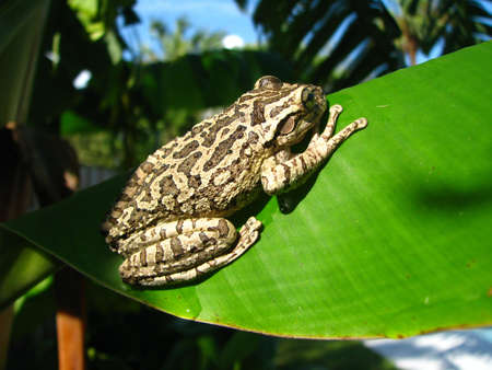 frog on banana treeの写真素材