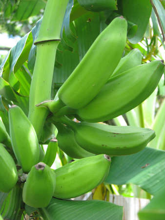 green bananas on treeの写真素材