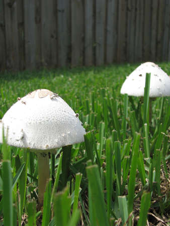 Two small mushroomsの写真素材