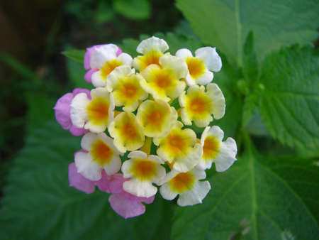 close up of flowerの写真素材