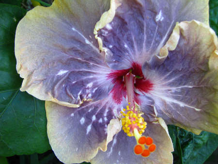 purple hibiscusの写真素材