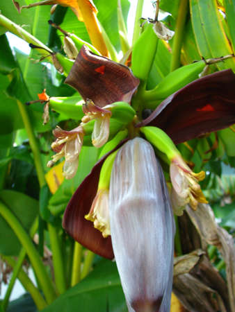 blooming bananasの写真素材