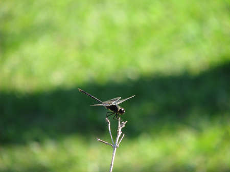 small dragonflyの写真素材