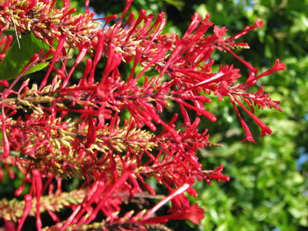 red bloomsの写真素材