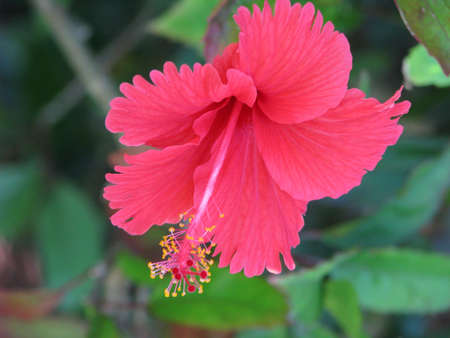 Small red hibiscus の写真素材
