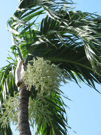 windy palmの写真素材