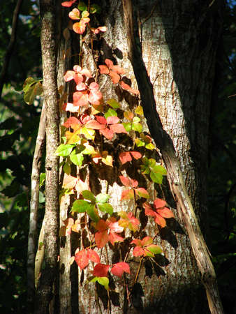 leave turning fall colorsの写真素材