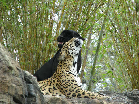 two jaguars playingの写真素材
