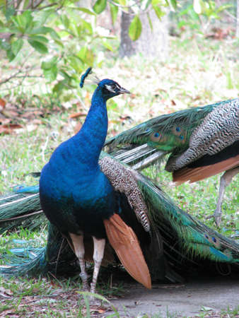 Male Peacockの写真素材