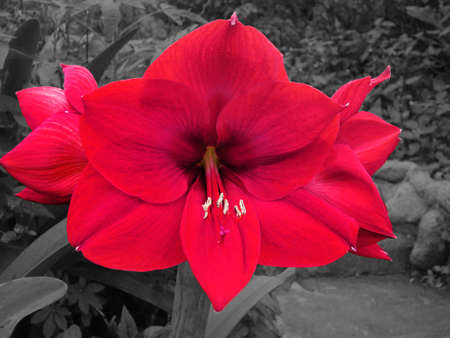 Red Orhid の写真素材