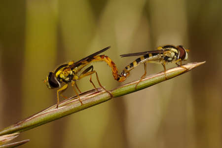 , Although They seem to belong to the group of bees, whos They are part of the group of flies. They...