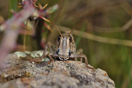 A grasshopper staring quietly at the camera in Cceres Extremadura, Spainの写真素材