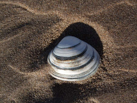 Mussel on sand at the beachの写真素材