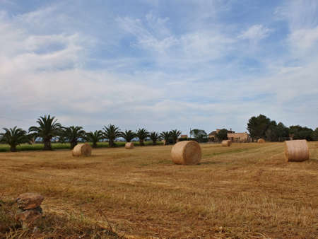 Bales of straw on the field with palms in behindの写真素材