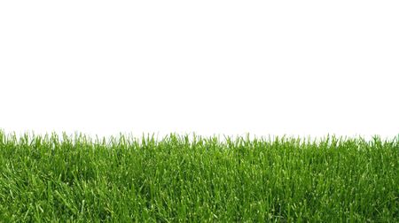 Green grass growing on white background isolatedの写真素材