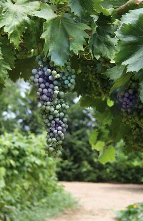 Fresh bunch of blueish wine grapes in flourishin vineyardの写真素材