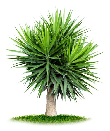 Green fig tree growing on grass, isolated on white backgroundの写真素材