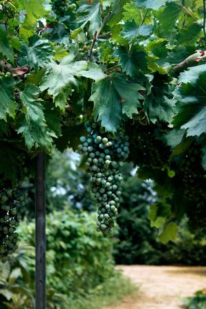 Fresh wine grapes growing in green vineyard gardenの写真素材