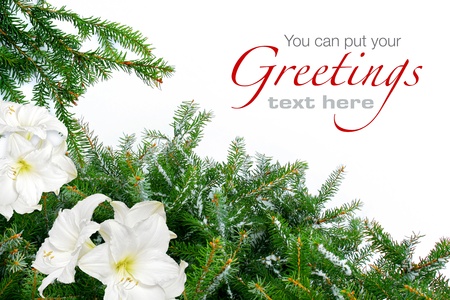 Snowy Christmas tree branches with white amaryllis flowers snow backgroundの写真素材