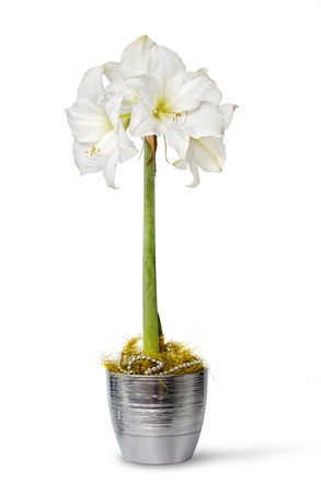 White amaryllis flower in pot isolated on white backgroundの写真素材
