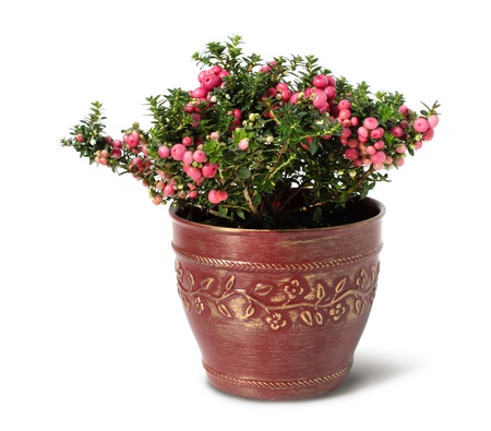 Evergreen Christmas arrangement in pot, isolated on white backgroundの写真素材