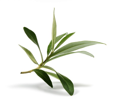 Fresh olive branch leaves isolated on white backgroundの写真素材