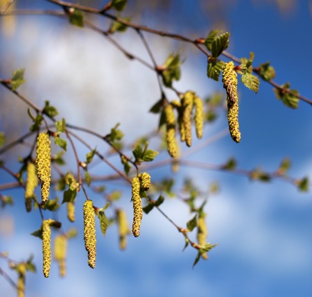 Birch tree catkins against blue sky spring backgroundの写真素材