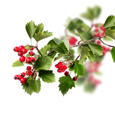 Red hawthorn berries green branch isolated on whiteの写真素材