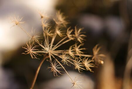 Dried flower bent in autumn coldの写真素材