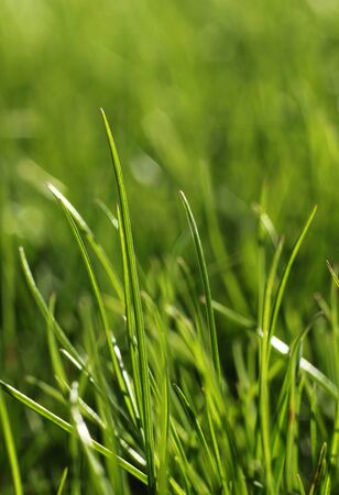 Green grass growing close-up, natural growth conceptの写真素材