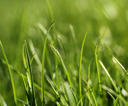 Green grass growing close-up, natural growth conceptの写真素材