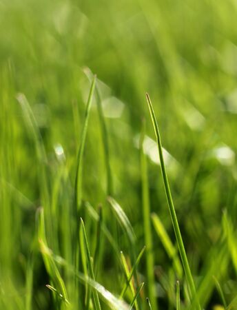Green grass growing close-up, natural growth conceptの写真素材