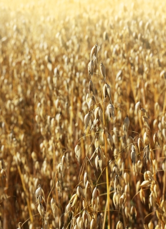 Ripe oat harvest growing on yellow agricultural fieldの写真素材