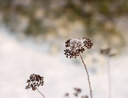 Fragile winter impression, frozen plant straw against snow bokehの写真素材