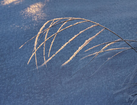 Frozen reed on snow, cold winter season conceptの写真素材