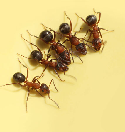 Group of curious ants have common interestの写真素材