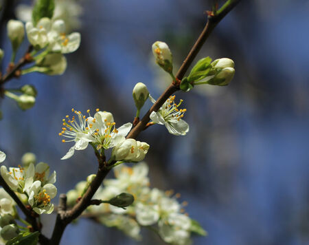 White fruit tree blossoms, spring season conceptの写真素材